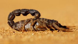 Ученых удивило открытие гигантских хищных скорпионов