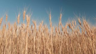 В декабре экспорт российского зерна превысил пяти миллионов тонн