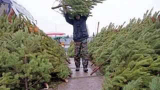 В Караганде зоопарк попросил сдавать свои новогодние ёлки для зверей