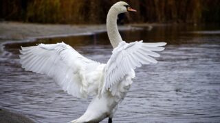 В Мангистауской области погибло более 600 особей лебедей