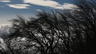 В Таразе девять человек пострадали от сильного ветра