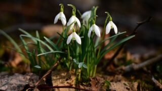 В Туркестанской области зацвели подснежники