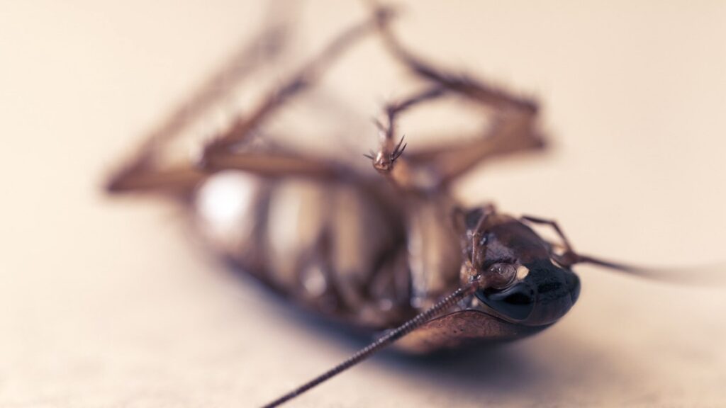 Фото: Pixabay