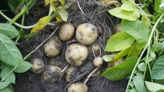 Выписано штрафов на сумму более 489 млн тенге за нарушение карантина растений в 2023 году в РК