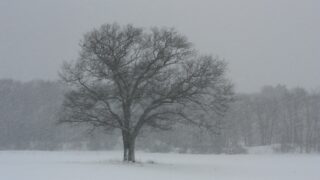 Алматы, Шымкент и 12 областей находятся в зоне штормового предупреждения