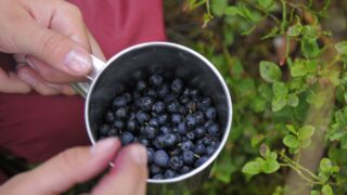 Черника может снизить стресс и повысить когнитивные способности?