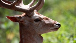 Эпидемия болезни зомби-оленей стремительно распространяется по территории США