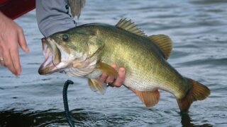 Хищник, на которого открыли охоту в Крыму, оказался корейским окунем