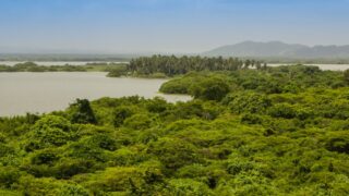 Новый вид гигантской анаконды обнаружен в Амазонии