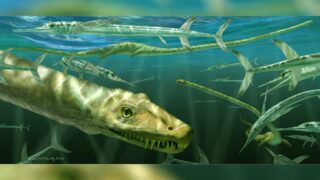 Палеонтологи обнаружили древнего «китайского дракона» возрастом 250 млн лет