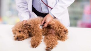 Правительство Казахстана выделяет 3,8 млрд тенге на укрепление ветслужбы