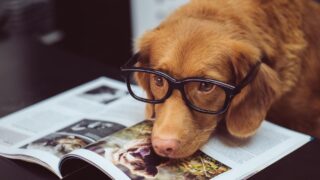 Решит ли устранение бродячих животных проблему?