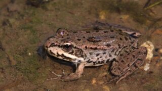 Ученые нашли утопленную самцом беременную лягушку времен динозавров