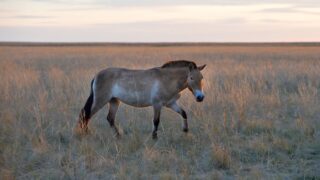 В Костанайской области планируют реинтродукцию лошади Преживальского