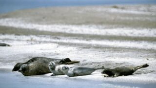 Редкие виды рыб и каспийского тюленя изымут для научных целей в Казахстане