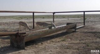 В парке Мангистау обустроен водопой для животных и птиц