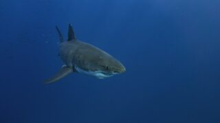 Белая акула едва не убила спасателя в Новой Зеландии