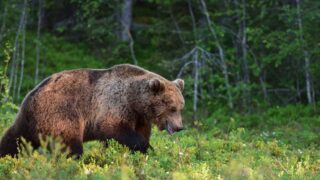 Бурые медведи стали вредителями для рукотворных лесов