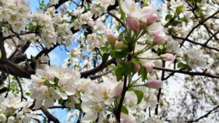 Какие мероприятия пройдут в Алматы на Международный женский день