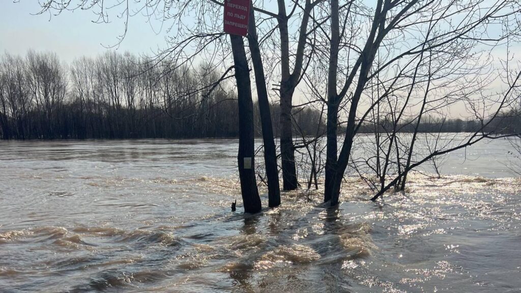 Деревья в воде от паводков