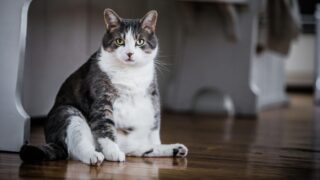 Советы ветеринара по наказанию котов