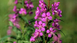 Ученые предупреждают об угрозе исчезновения цветковых растений