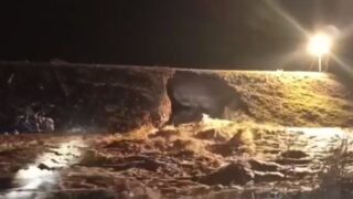 В России прорвало дамбу в 15 км от границы с Казахстаном