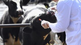 Выявлены нарушения ветеринарных норм в Жамбылской области