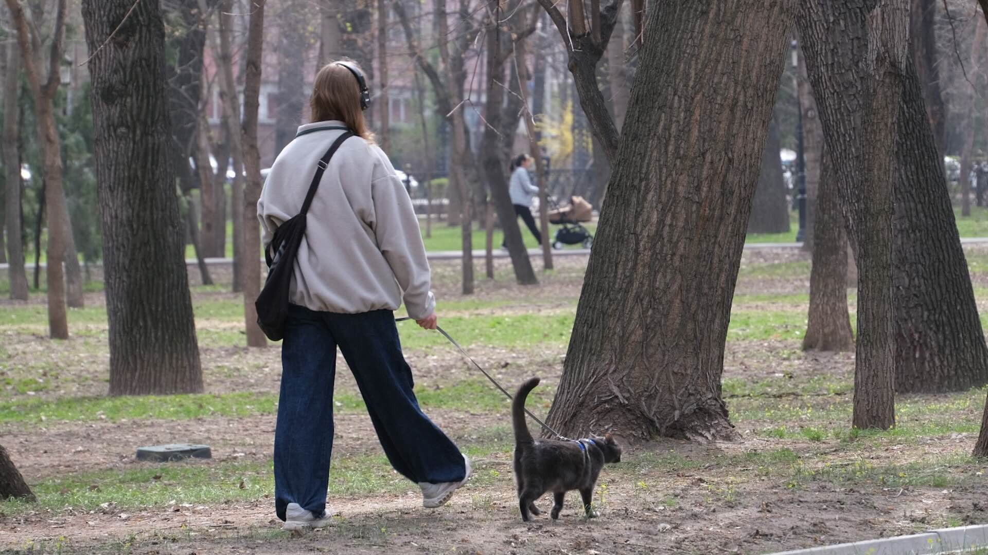 В Алматы запускается инициатива по чипированию домашних животных