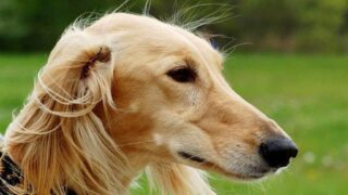 Раненые тазы и измученные орлы: министр высказался о животных во время Наурыза