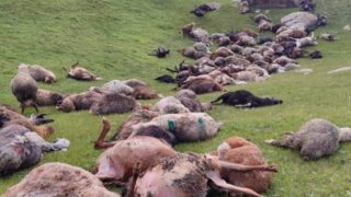 В горах Иссык-Куля молния убила 250 овец