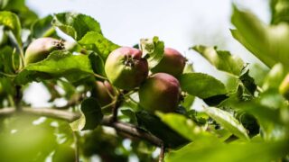 Краска или садовый вар? Опытные дачники раскрыли лучшее средство для защиты деревьев после обрезки