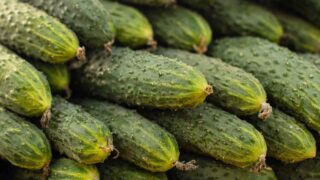 Секрет из СССР: поливаем огурцы этим настоем — и получаем рекордный урожай