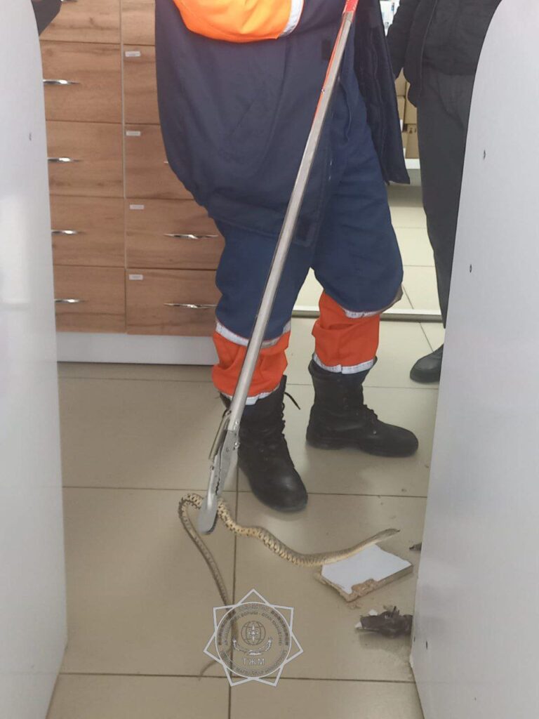 Пойманная в ТЦ змея