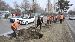 Алматы озеленяют по-новому: высажены деревья из трех стран