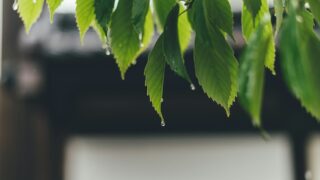 Прогноз погоды на конец июня и начало июля в Казахстане