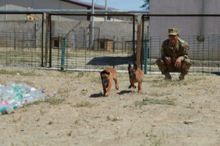 Кинологический центр Нацгвардии впервые пополнился дюжиной голландских овчарок
