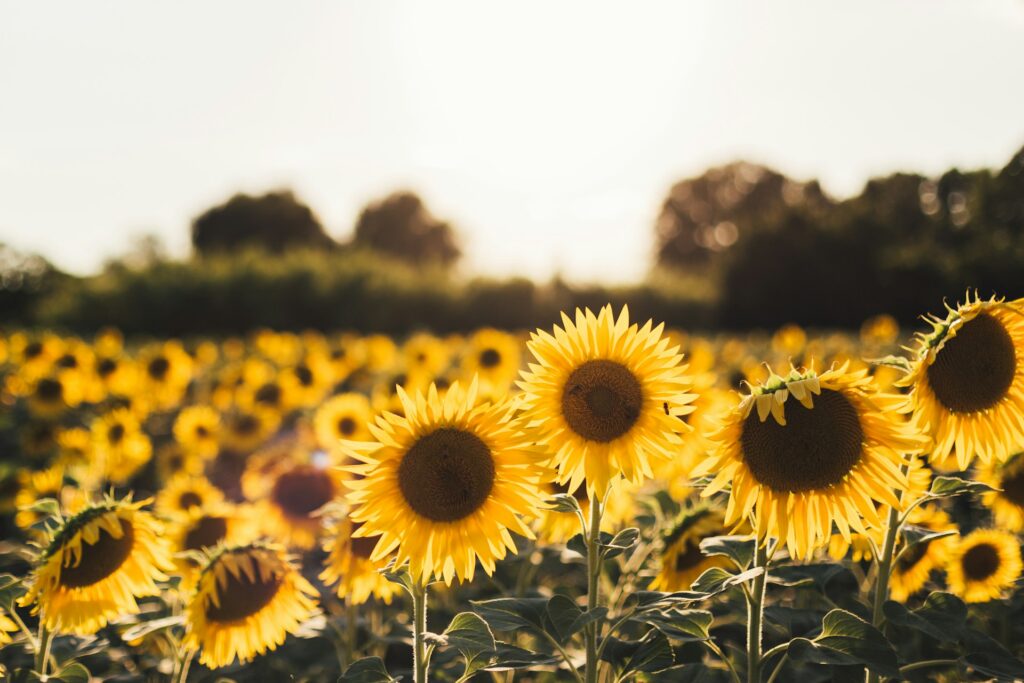 Фото: Jordan Cormack / Unsplash