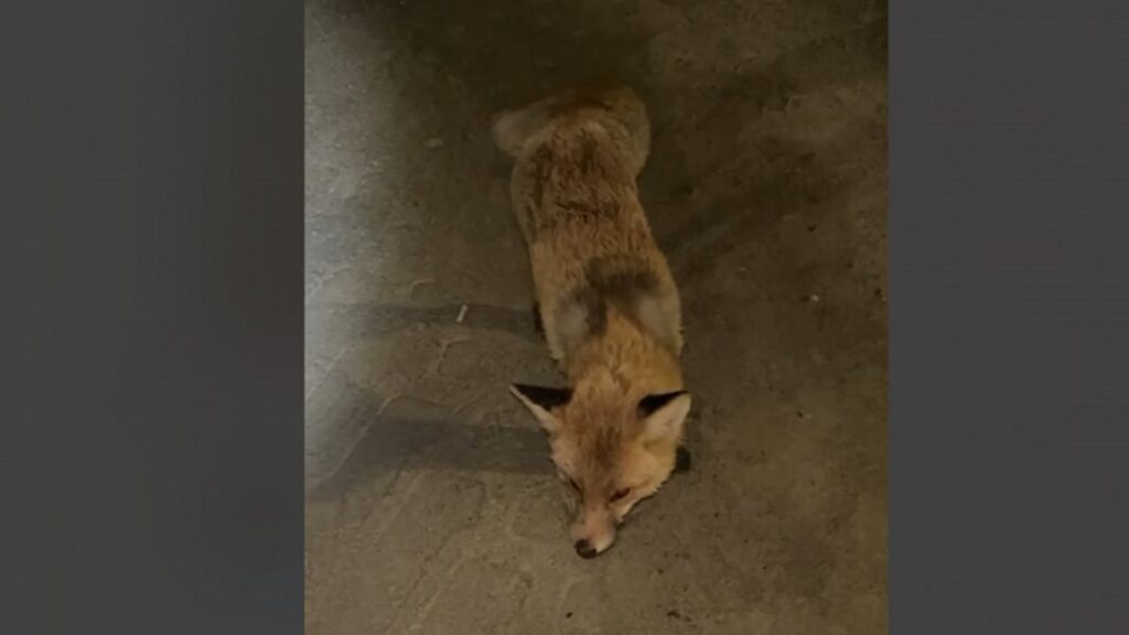 Скриншот видео