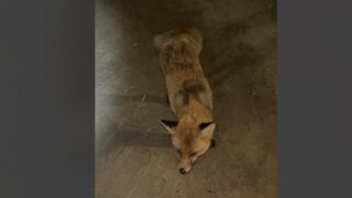 После нападения лисы в Костанайской области создали оперативную группу и открыли номер 109