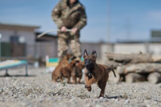 Щенки тоже готовы служить стране: в Нацгвардии увеличивается число породистых служебных собак