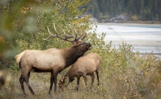 В Баянаульском нацпарке зафиксировали рост численности лосей