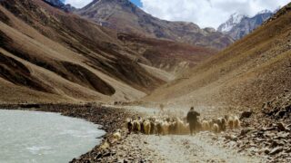 Чабаны теперь на особом учёте: соцвыплаты с 55 лет и миллиарды на развитие животноводства