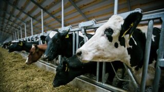 Максимально сократить сроки рассмотрения льготного финансирования для ферм в Казахстане