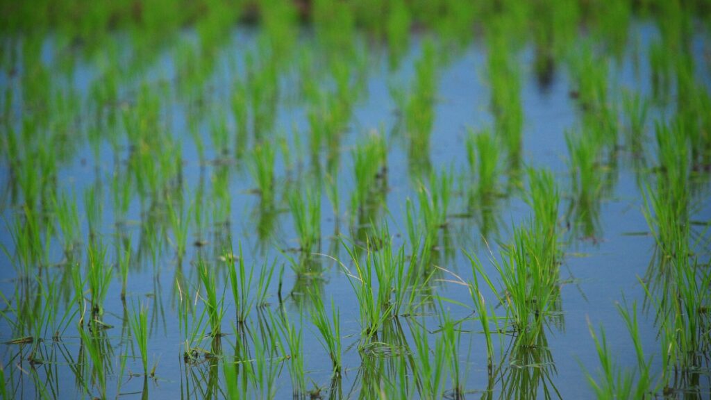 Фото: CHOK Yen Hau