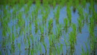 Посевные площади риса и хлопка в Туркестанской и Кызылординской областях сокращённы на 10%