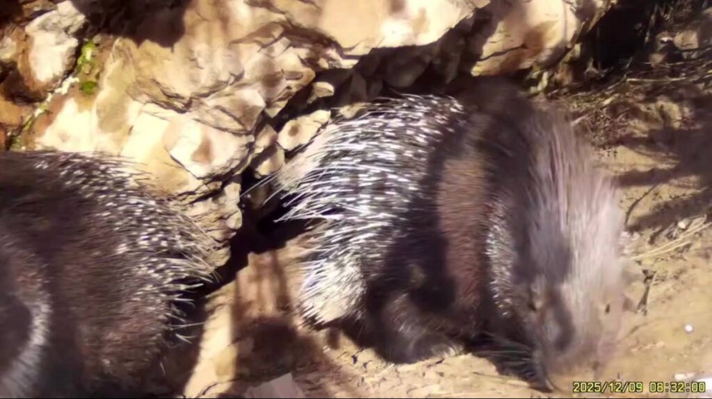 Фото: Скриншот из видео