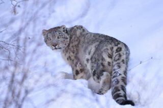 Снежного барса временно отловили в горах Алматы из-за наплыва туристов