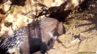 Троих дикобразов из красной книги запечатлела фотоловушка в Иле-Алатауском нацпарке