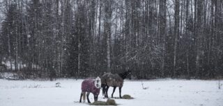 Спасатели нашли пропавшего пастуха в Жамбылской области 